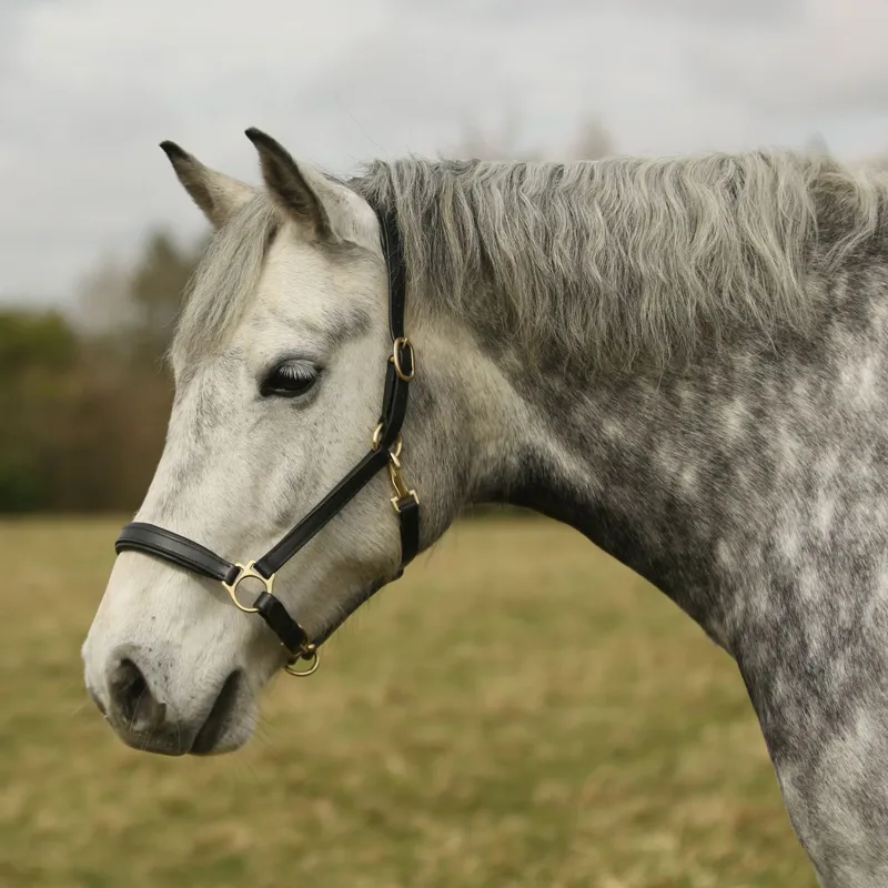 Townfields Leatherwork Harewood Padded Leather Headcollar in Black-1