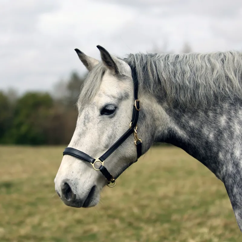 Townfields Leatherwork Harewood Padded Leather Headcollar in Black-2