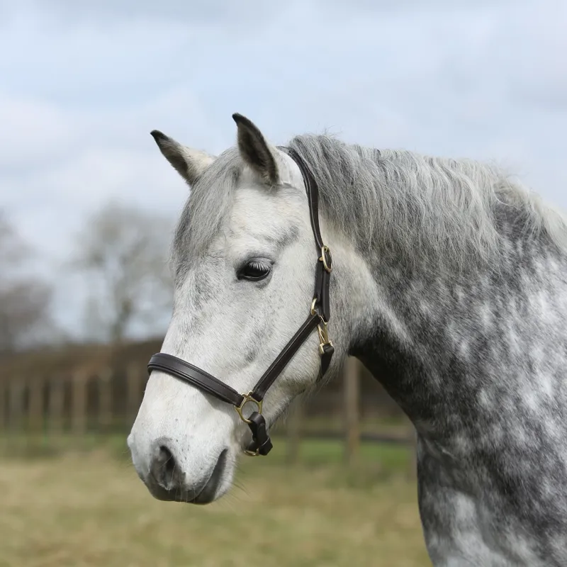 Townfields Leatherwork Harewood Padded Leather Headcollar in Brown