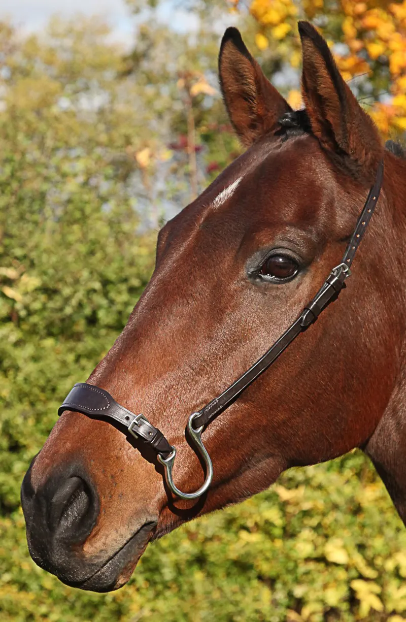 Townfields Saddlers Ltd Kineton Noseband in Havana Brown