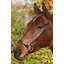 Townfields Saddlers Ltd Kineton Noseband in Havana Brown