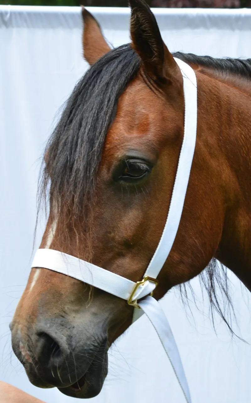 Townfields Flat Web Adjustable Showing Halter in White