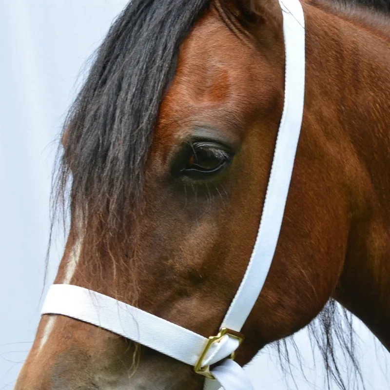 Townfields Flat Web Adjustable Showing Halter in White-1