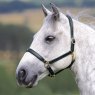 Velociti Gara Velociti Gara Ragley Lined Leather Headcollar