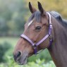 Shires Shires Deluxe Padded Headcollar