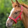 Shires Shires Foal Headcollar