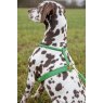 Digby & Fox  Shires Digby & Fox Rolled Leather Dog Harness