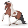 Irish Cob 
