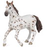 Brown Appaloosa