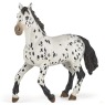 Black Appaloosa