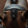 Collegiate Collegiate ComFiTec Vogue Anatomical Bridle