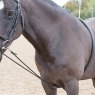 Shires Shires Soft Lunge Aid