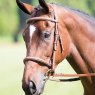 Avignon Padded Raised Caveson Bridle  