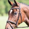 Avignon Leatherwork Avignon Padded Raised Flash Bridle