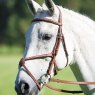 Avignon Leatherwork Avignon Grackle Bridle