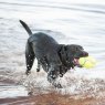 KONG KONG Airdog Squeaker Football