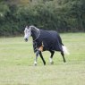 Shires Shires Highlander Plus 200 Turnout Rug Black