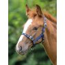 Foal Headcollar