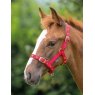 Foal Headcollar