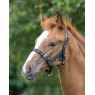 Foal Headcollar