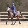 Aubrion Aubrion Non Stop Riding Tights Young Rider Ink