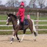 Aubrion Aubrion Non Stop Riding Tights Young Rider Cerise
