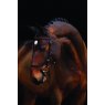 Horseware  Horseware® Micklem® Competition Bridle