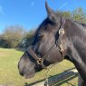 Townfields Leatherwork Townfields Bicton Leather Padded Headcollar