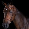 Collegiate Collegiate ComfiTec Training Bridle
