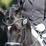 Equetech Equetech Bridle Competition Numbers