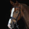 Collegiate Collegiate Mono Crown Padded Raised Flash Bridle