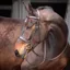 Velociti Gara Plain Bridle in Havana Brown
