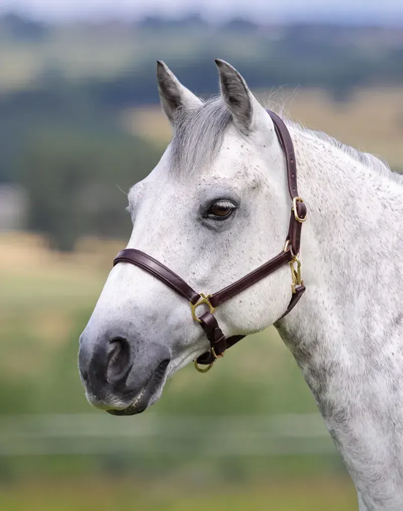 Velociti Gara Ragley Lined Leather Headcollar in Havana Brown