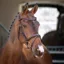 Velociti Lusso Padded Raised Flash Bridle in Havana
