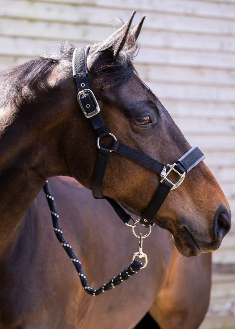 Woof Wear Contour Lead Rope in Black-1