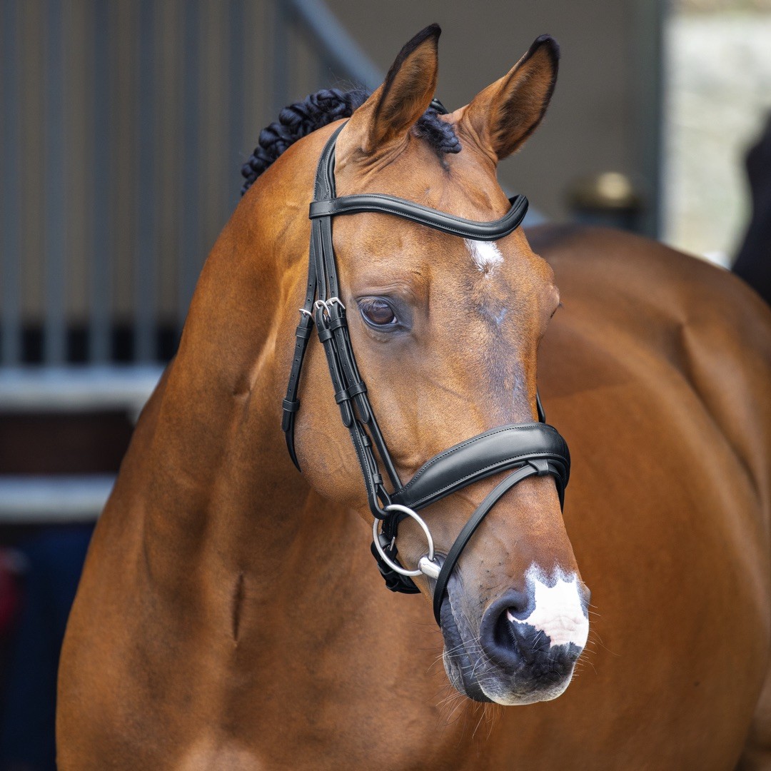 lusso-dressage